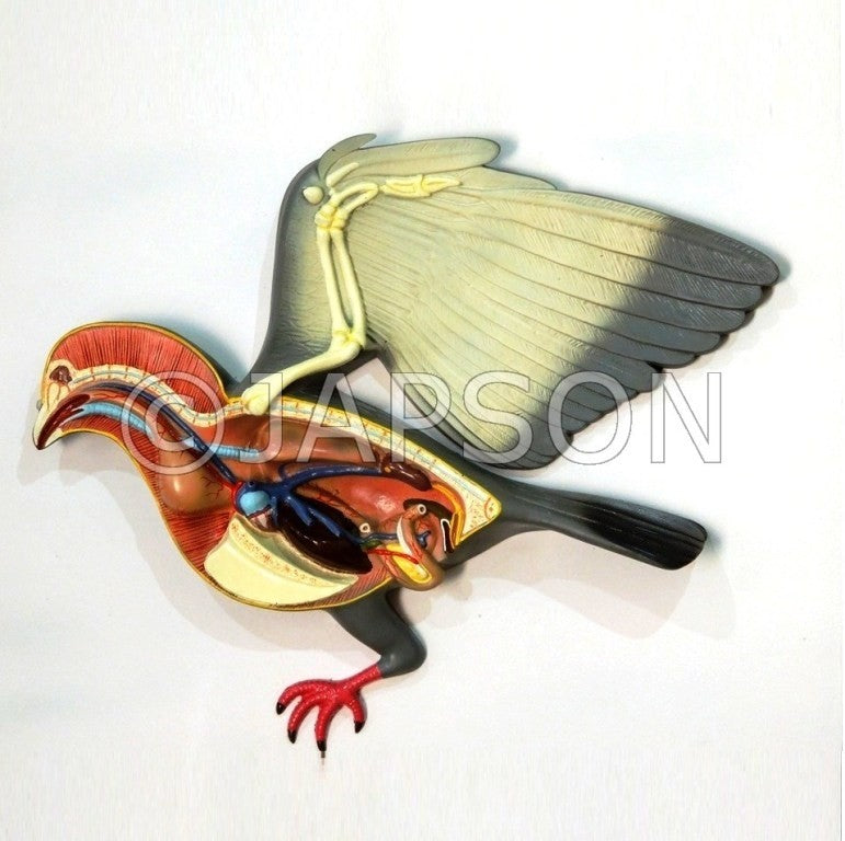 Pigeon Model, Big Pigeon Model, Big